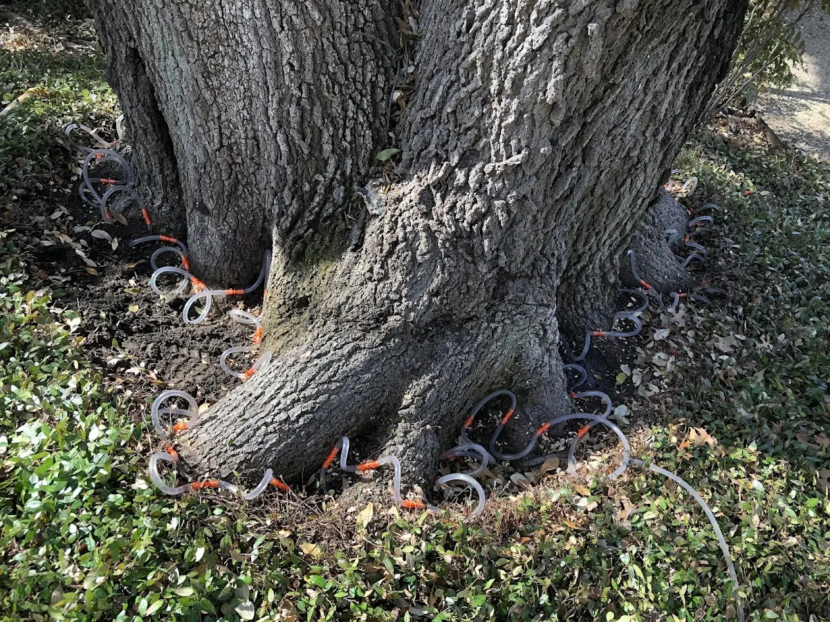Detailed Tree Cabling and Bracing job site in Hungry Horse