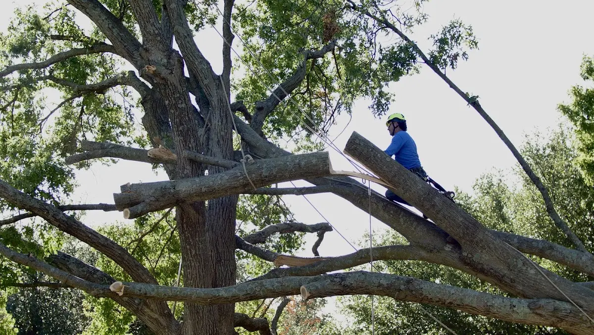 Professional Crown Thinning performed by certified arborists in Hungry Horse
