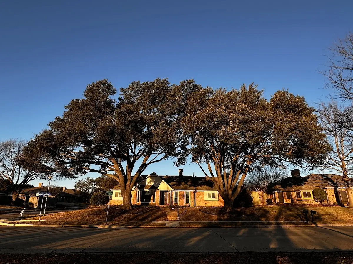 Established residential canopy tree shading a home in Hungry Horse